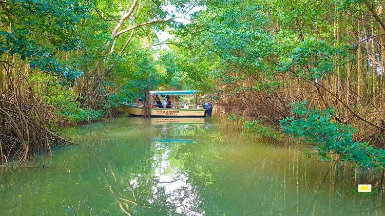 Un bateau du Mantou en milieu de visite, de travers, dans le canal cocote, entouré de la mangrove.